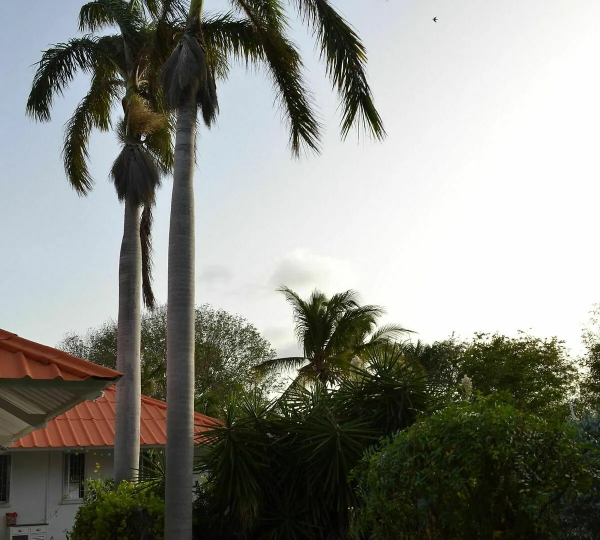 Palm Trees Apartments Willemstad